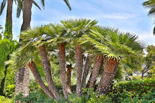 Mediterranean Fan Palm