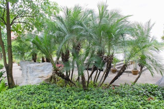 Pygmy Date Palm