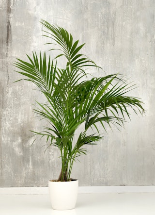 Kentia Palm