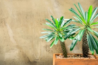 Madagascar Palm