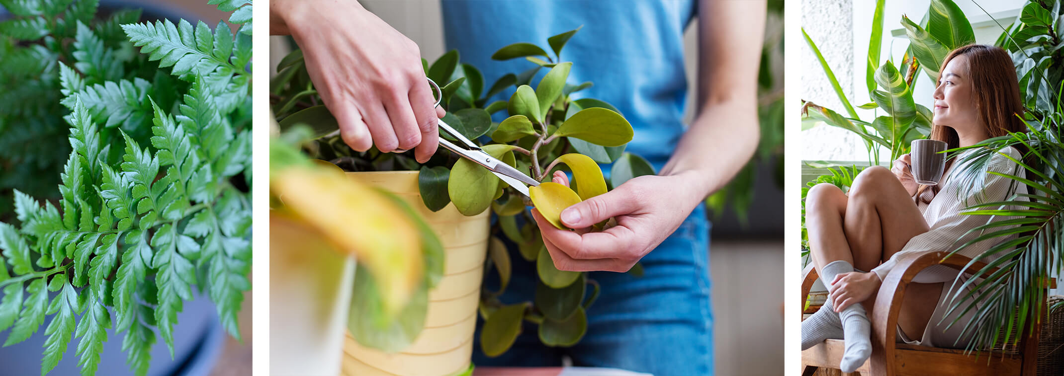 A closeup of a fern, someone cutting yellow leaves off a houseplant, and a woman enjoying a beverage surrounded by houseplants