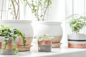 5 different houseplants on a windowsill