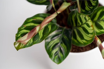 Prayer Plant - Houseplant