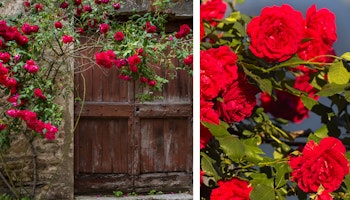red lady climbing rose one climbing a wall and covering top of a large wooden door and a second image of the rose close up