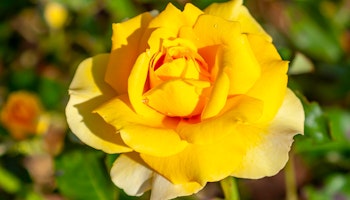 royal gold climbing rose