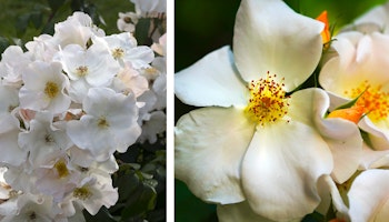 sally holmes climbing rose up close and in a mass