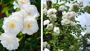 iceberg climbing rose two images one close up and the other on a fence line