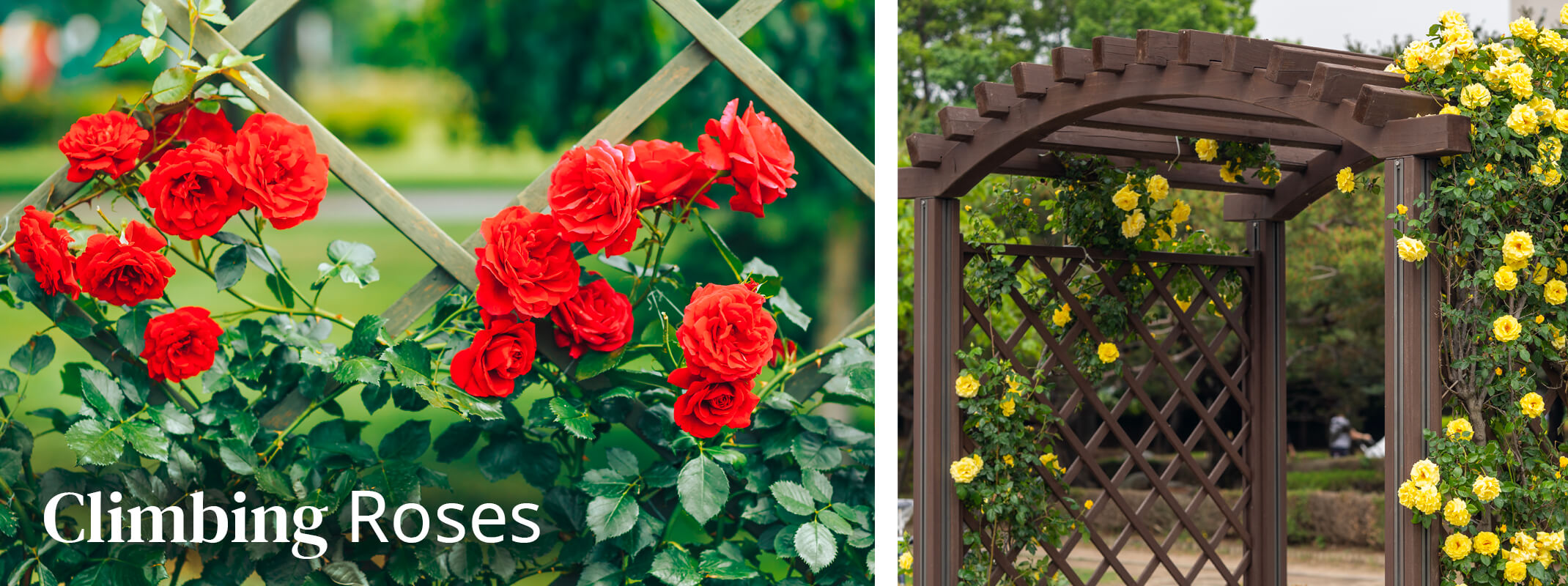 climbing roses one with red roses on lattice and the second yellow or gold roses on climbing up a brown pergola with the words climbing roses on the image