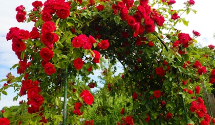 red climbing roses on an arch lattice