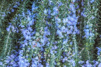 Creeping or Trailing Rosemary