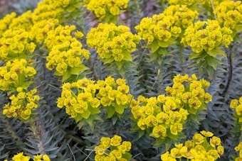 Euphorbia Rigida