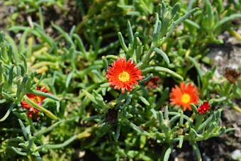 Gray Ice Plant