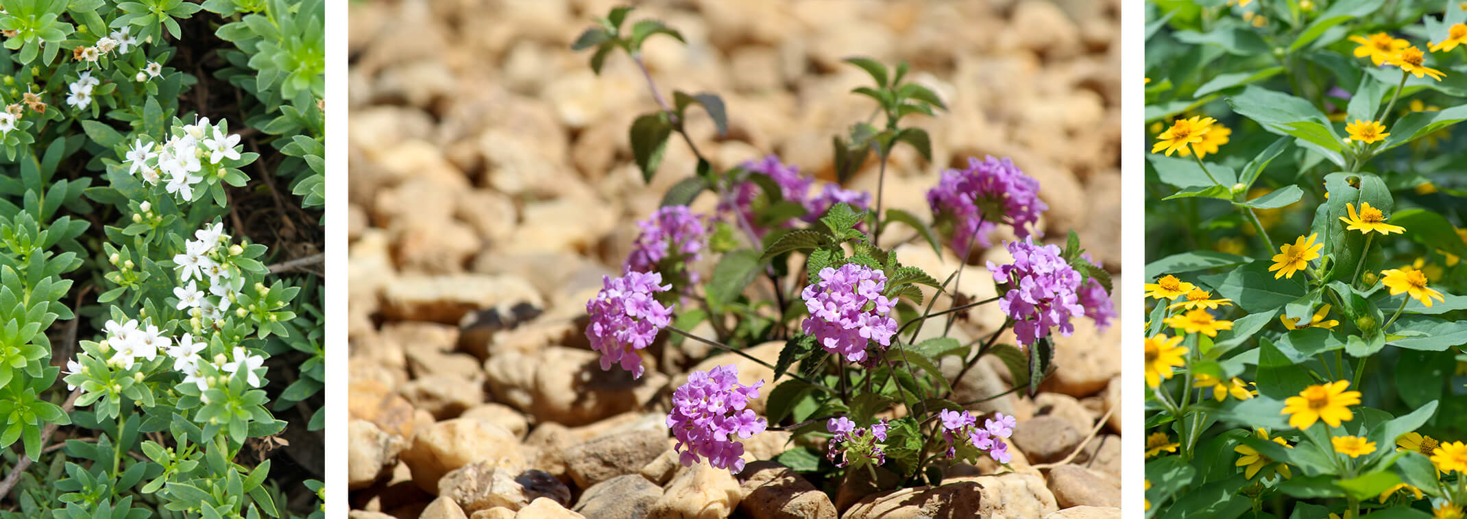 Photos of Myoporum, Trailing Lantana and Yellow Dots