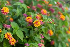 Common Lantana