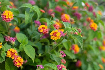 Common Lantana