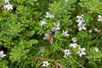 Myoporum with Bee
