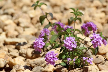 Trailing Lantana planted in rocks