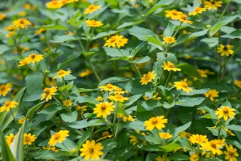 Yellow Dots Plant - Wedelia