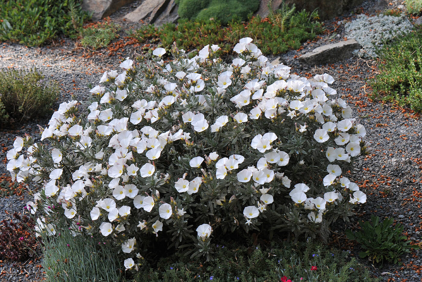 Groundcovers | Arizona SummerWinds Nursery