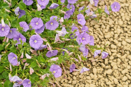 Ground morning glory - aka convolvulus sabatius and convolvulus mauritanicus