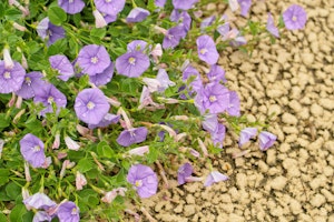 Ground morning glory - aka convolvulus sabatius and convolvulus mauritanicus