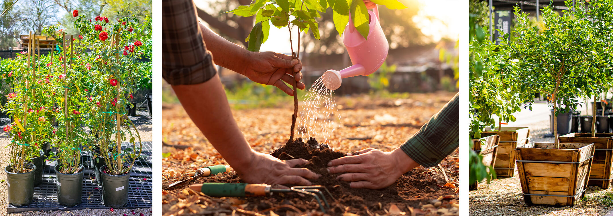 3 images - roses for sale, a new plant being watered after planting, and a tree in a box for sale