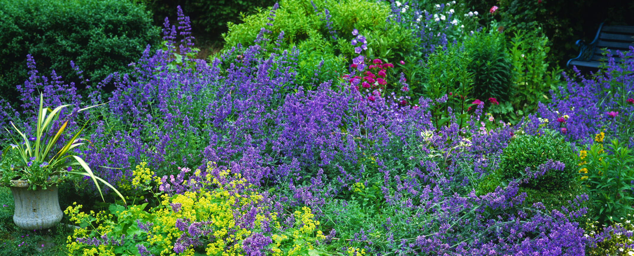 Assorted perennials salvia, lilies, and others