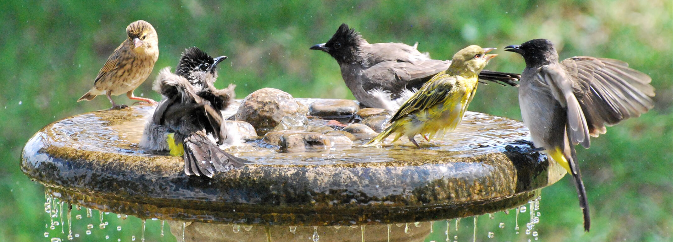 Multiple birds playing and splashing in bird bath