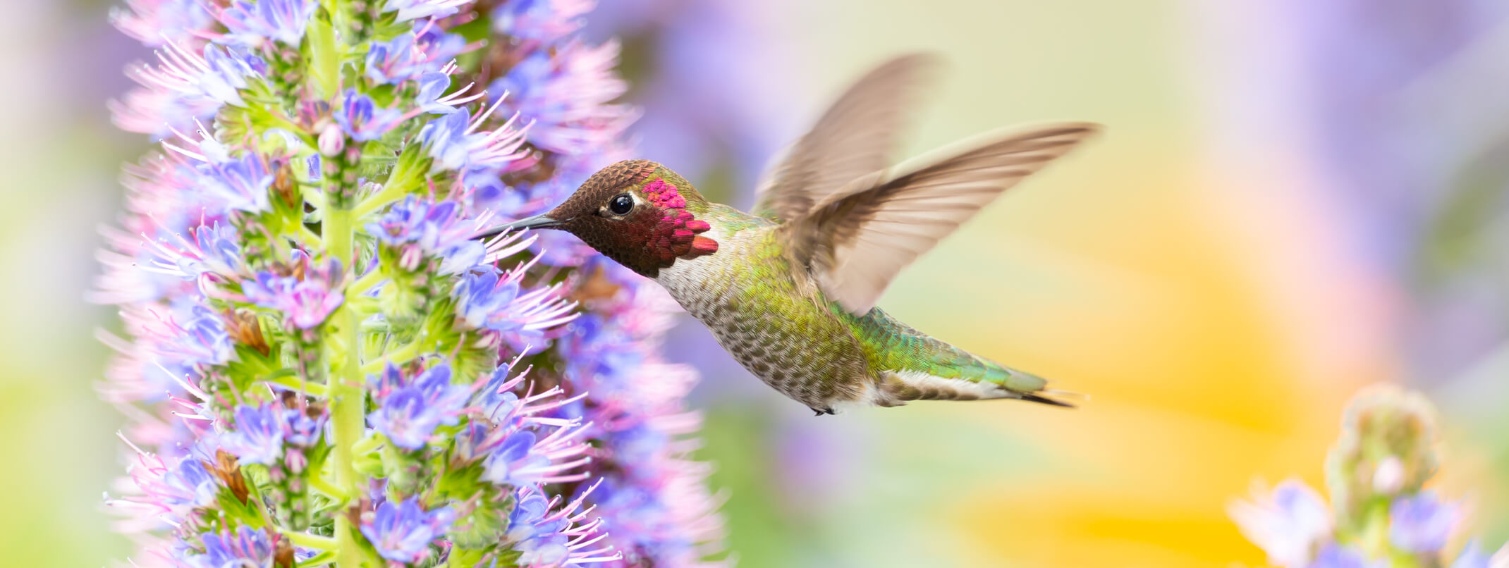 Anna's hummingbird feeding from plant