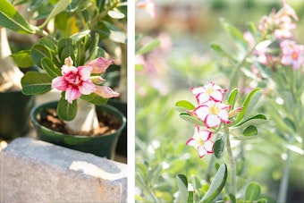 A pink adenium and a white adenium with bright pink edges