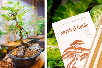 A Bonsai tree and a picture of a Bonsai Survival Guide with houseplants in the background
