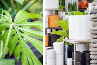 Swiss Cheese Plant closeup, and Peach and Pebbles planters in white, black and terracota near housepalnts and rock sculptures