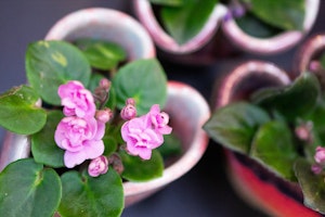 Lisa Howe Heart Pots with tiny African Violets