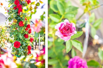 Roses Climbing red roses and pink shrub roses