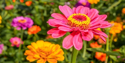 zinnias oranges and pinks