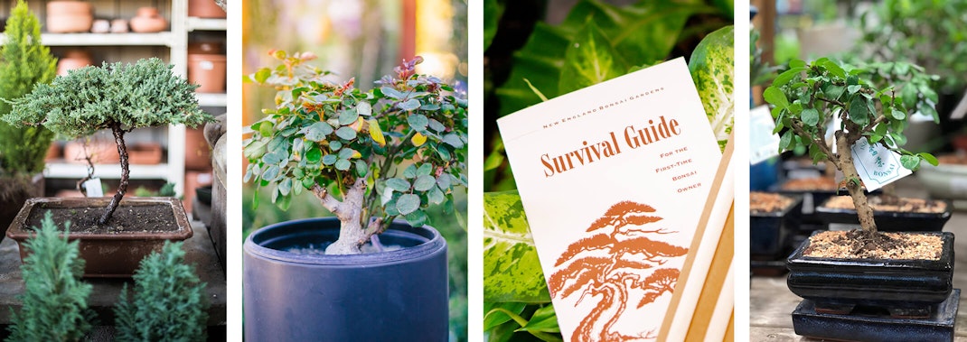 A variety of potted Bonsai trees and a Bonsai Survival Guide booklet