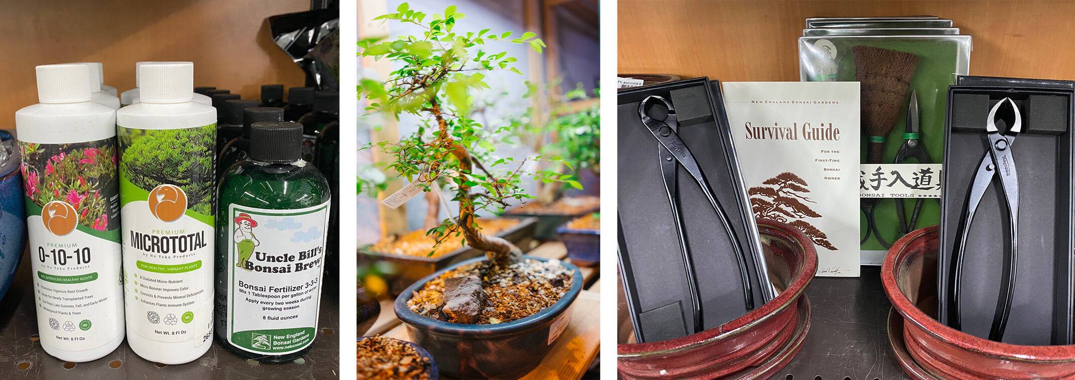 Bonsai supplies and fertlizers, a Bonsai tree, Bonsai tools and a Bonsai Survival Guide