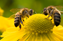 bees on yellow flower