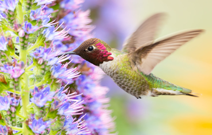 Anna's hummingbird feeding from plant