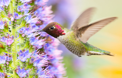 Anna's hummingbird feeding from plant