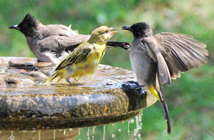 Multiple birds playing and splashing in bird bath