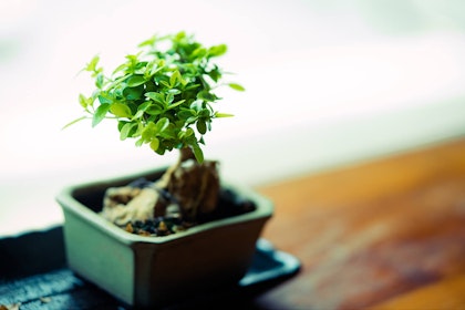 Bonsai ficus tree