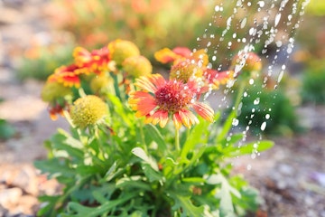 Desert Plant Being Watered