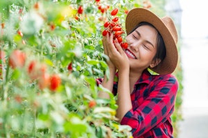 Happy Woman Gardener Hugging Tomatoes Growing 