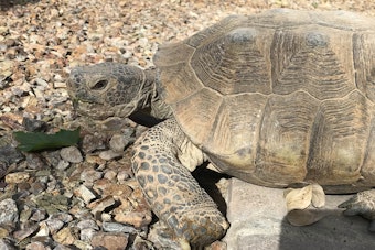 Desert Tortoise with leaf and rocks