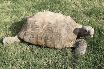 Desert Tortoise on lawn