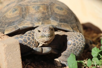 Closeup of Desert Tortoise with vegetation