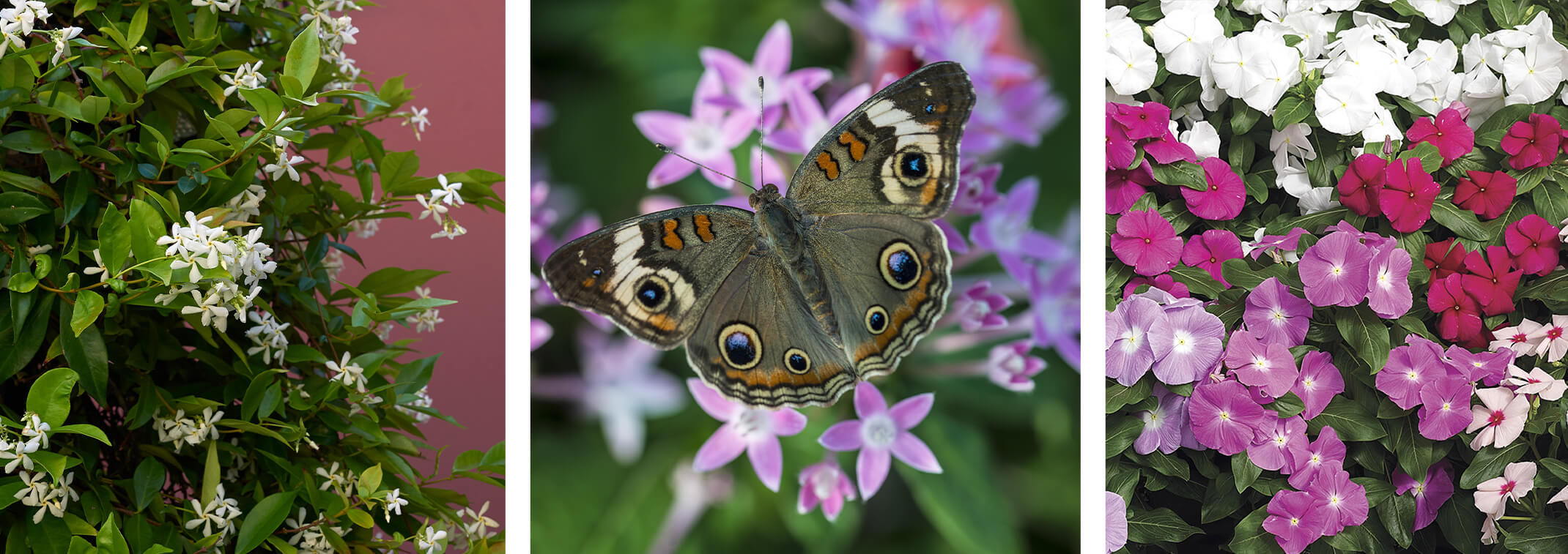 Star Jasmine, Pentas with a Butterfly, and Cora Vinca Mix