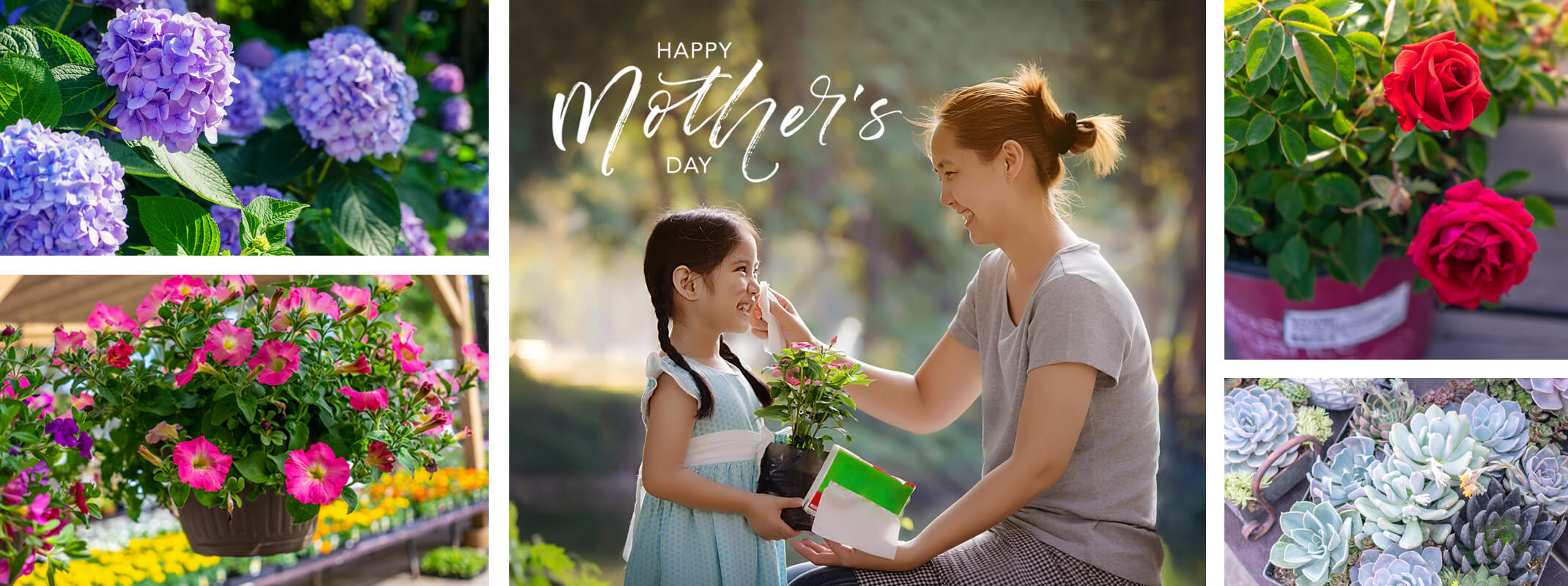 hydrangeas pink petunia hanging basket, mother and daughter with happy mothers day on the image miniature red roses and succulents