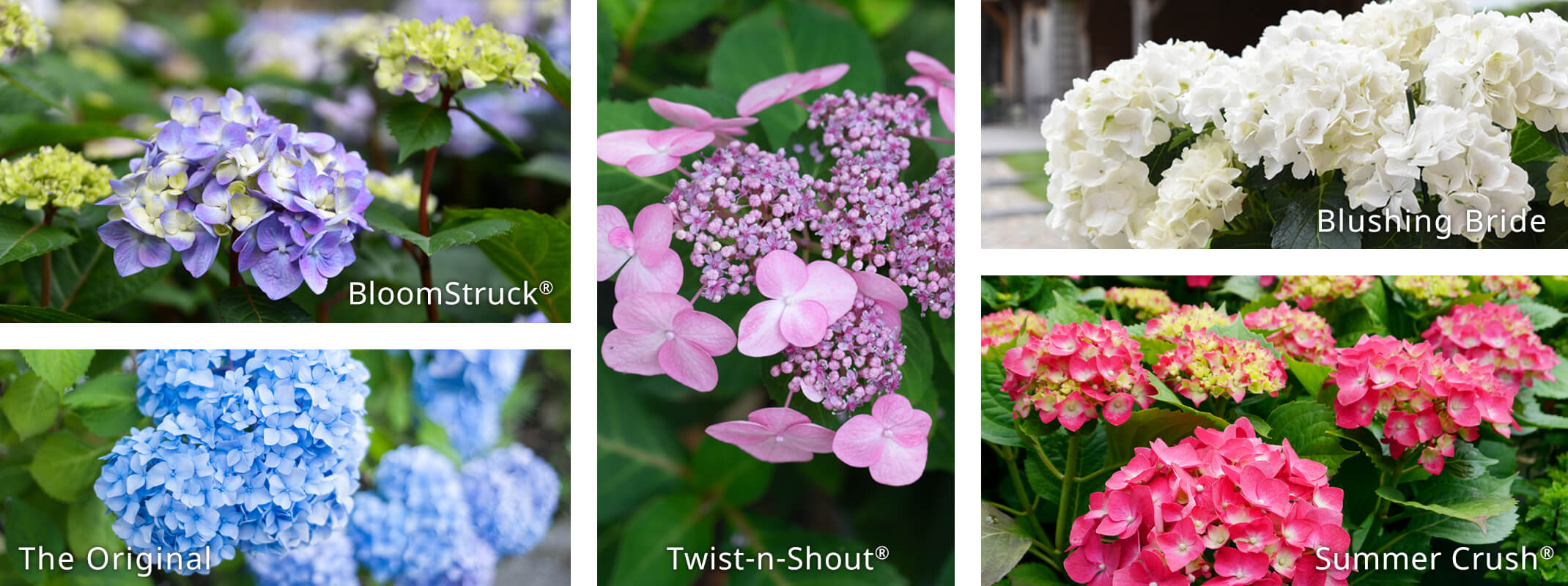 hydrangeas from endless summer bloomstruck, the original, twist-n-shout, blushing bride and summer crush